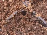 Precision Seed Hole Punch-1