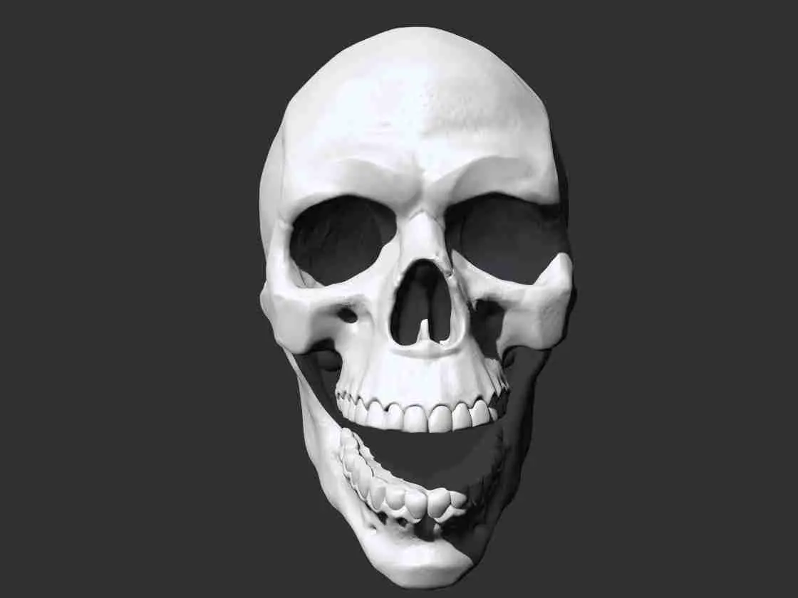 Skull - Anatomy 3D print model