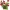 Mini Potted Plants
