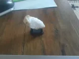 Small Display Stand-1