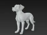 Rhodesian dog-1