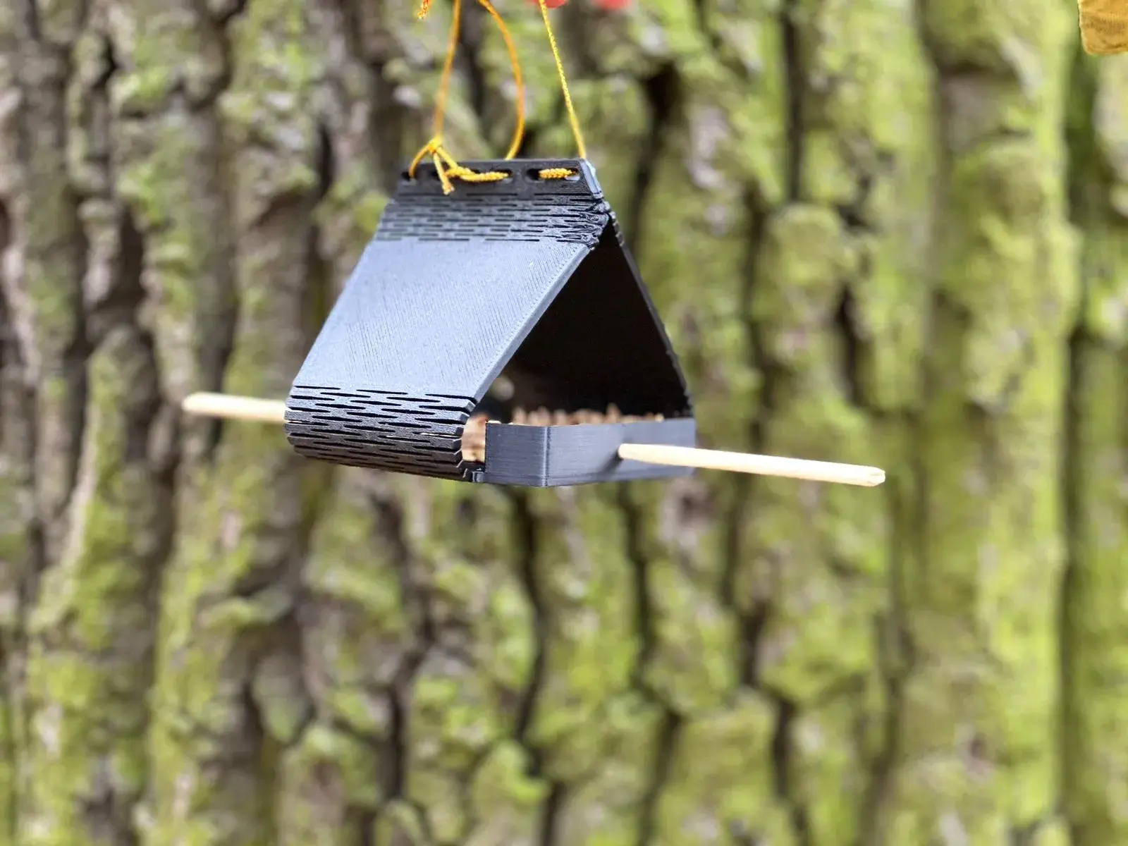 SAVE THE BIRDS! Wild, Migratory Small birds are in danger!