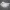 Duck Decoy
