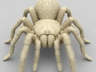 Tarantula