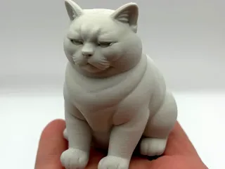 Not Amused Cat