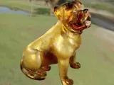 Köpek Pitbull-3