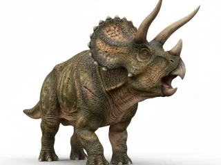 Triceratops.