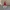 Yulenisselykt - Gnome Lantern – Nordic Gnome with comfy hat