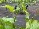 Clip Vigne-2