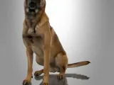 MINIATURE MALINOIS -3