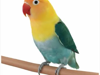 agapornis opalina turquesa 