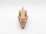 Velociraptor Skull | Fossil Keychain-2