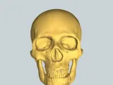 Skull-0