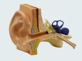 Anatomical Model of the Human Ear (Cross-Section)-0