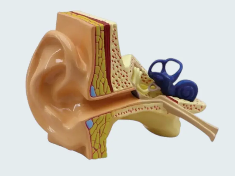 Anatomical Model of the Human Ear (Cross-Section)