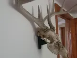 Suporte de Montagem para Crânio de Cervo-3