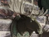 ALASKAN MOOSE-1