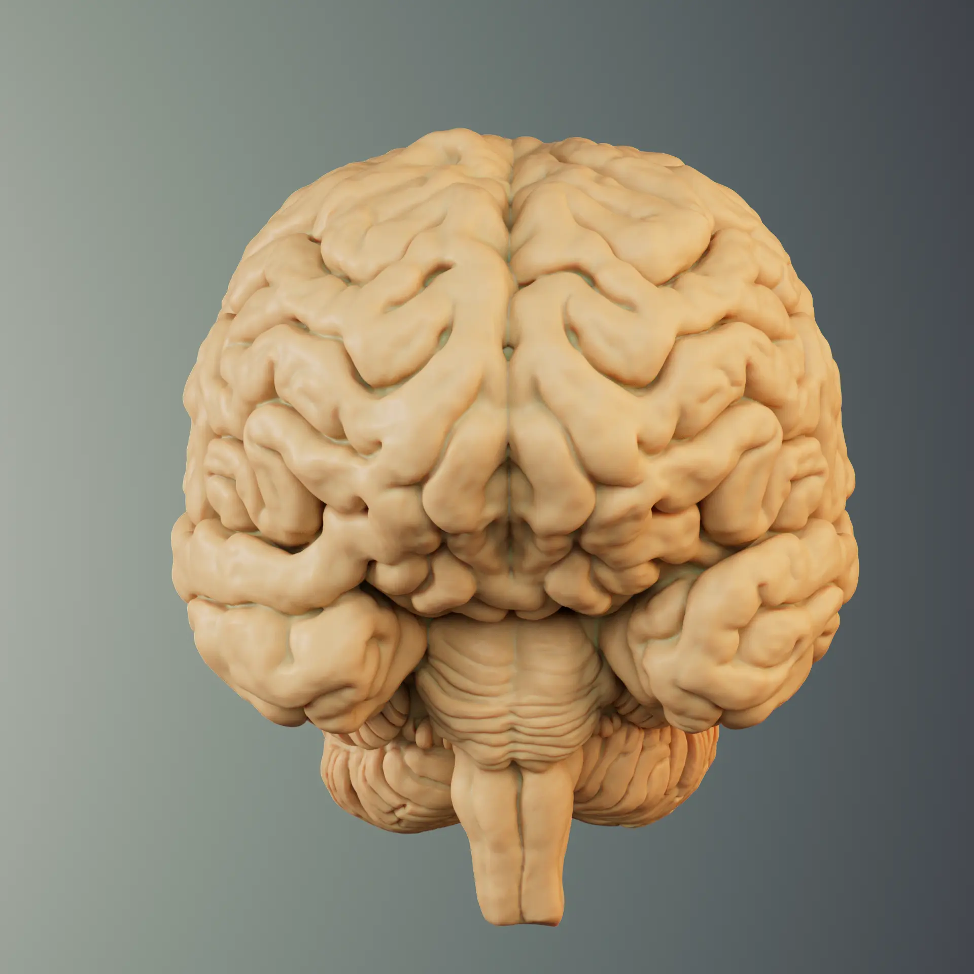 BRAIN ANATOMY STL FOR EDUCATION