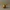 Golden Snitch – Collector Edition
