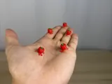 Mini Bell Pepper Buddy-1