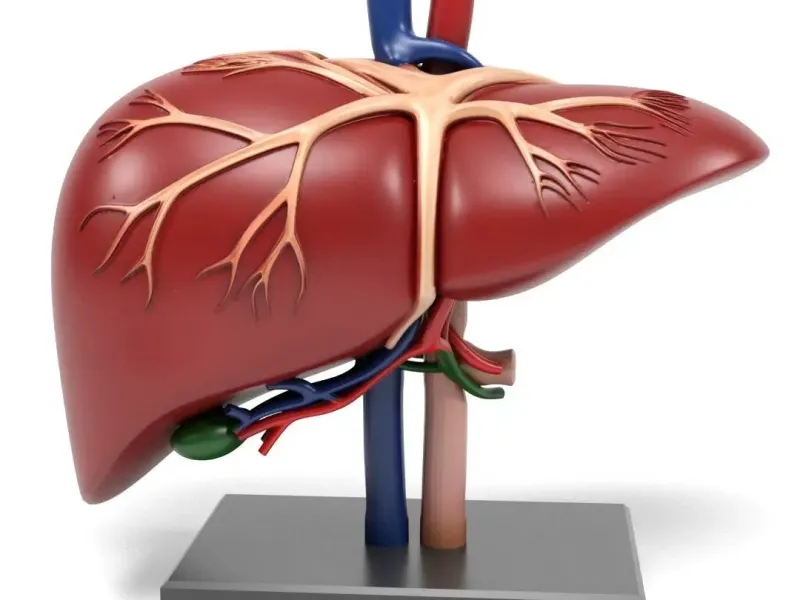 Liver organ