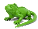 Iguana-0