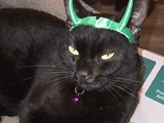 loki and Annabelle 