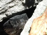 rattlesnake-0