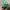 plant lattice