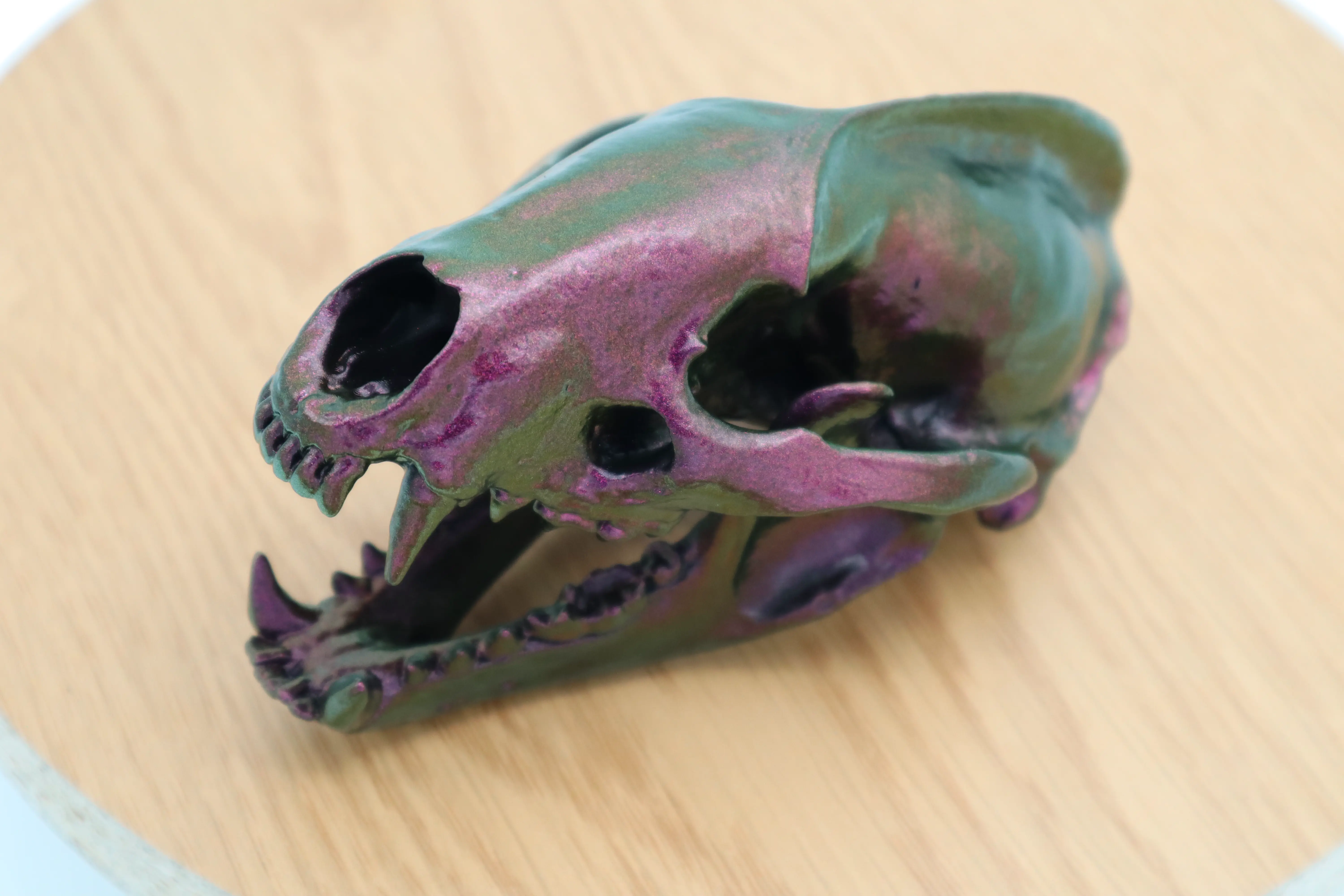 Badger Skull Scan from a real skull