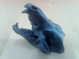 Wolf Skull-1