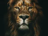 león litográfico-0