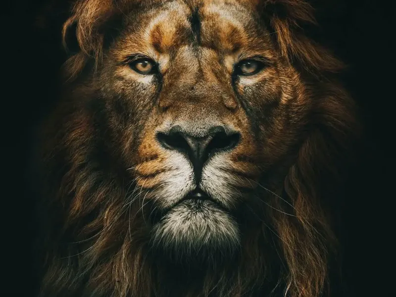 lion litho