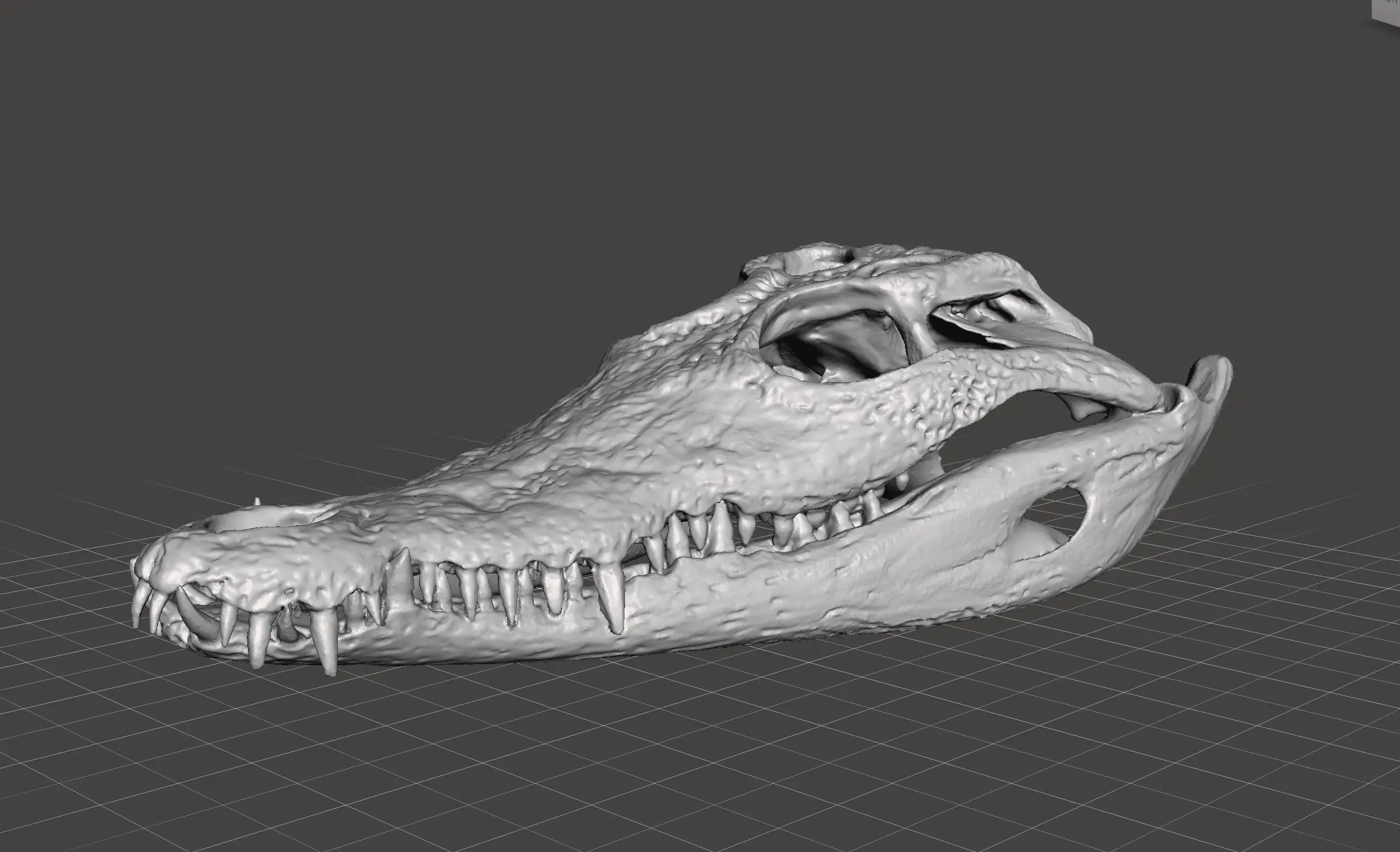Crocodile Skull Scan, taken from original skull