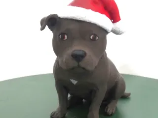 Balou - engelse stafford / Balou - english staffordshire