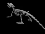 Crocodile_Skeleton – Realistic Detailed Reptile Bone-8