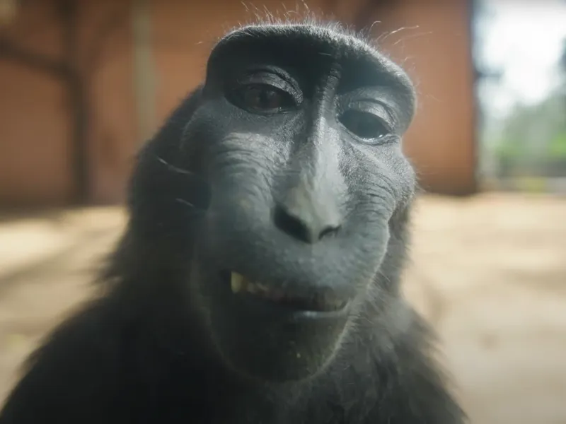 monke like gorilla tag
