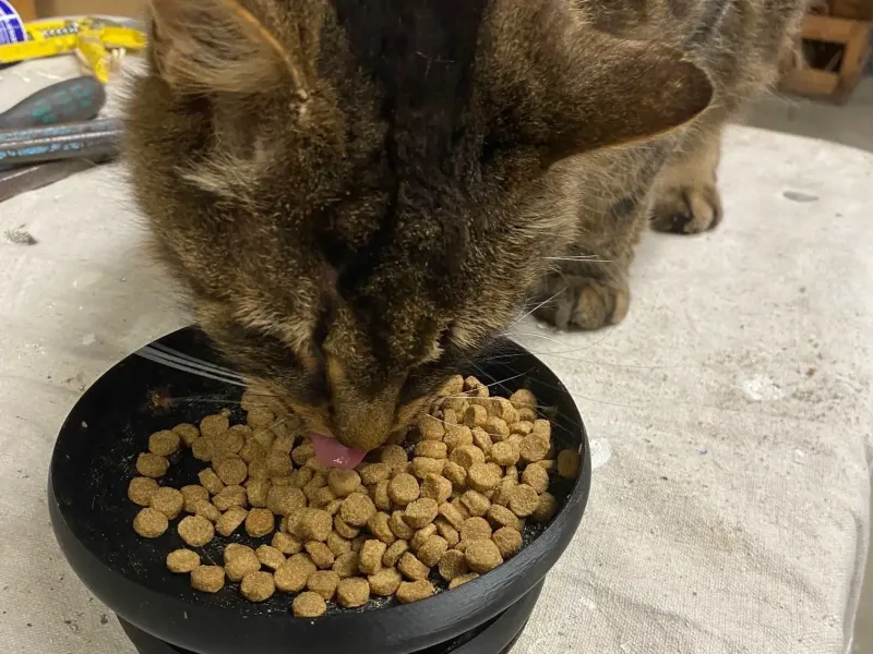 Ant Free Cat Food Bowl with Moat