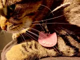 S3D Customisable Cat ID Tag – 3D Printable Pet Name Tag-1