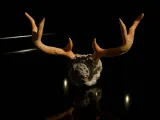 Ornamental Deer Skull-6