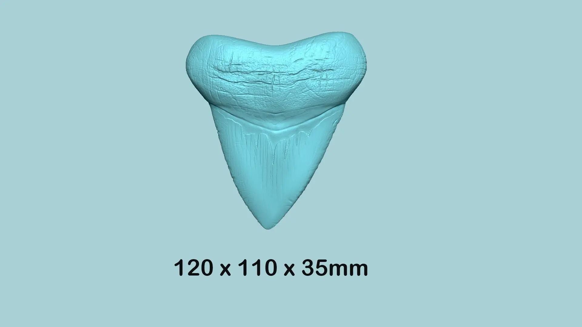 Megalodon-Zahn - Jurassic Fossil Echte Größe