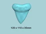 Megalodon Tooth - Jurassic Fossile Real Size-5
