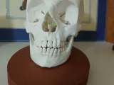 Anatomical Human Skull - Multi-Part Print with Base-1