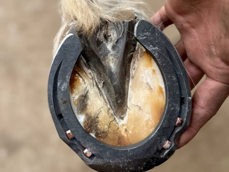 horse foot