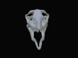velociraptor skull-2