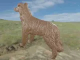 Dog Border Collie-6