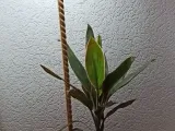 Pflanzenleuchte / plant light-0