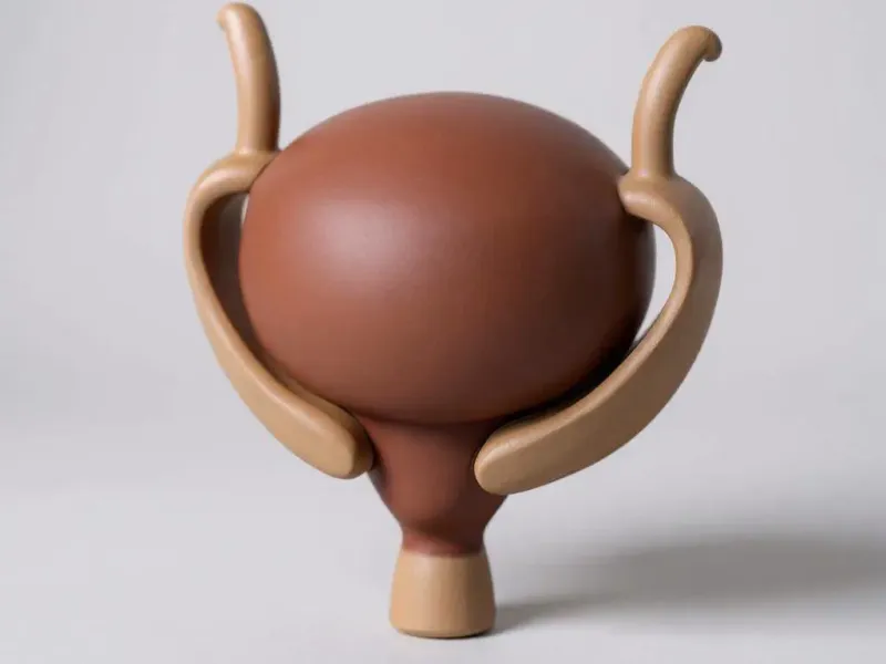 bladder human anatomy organ