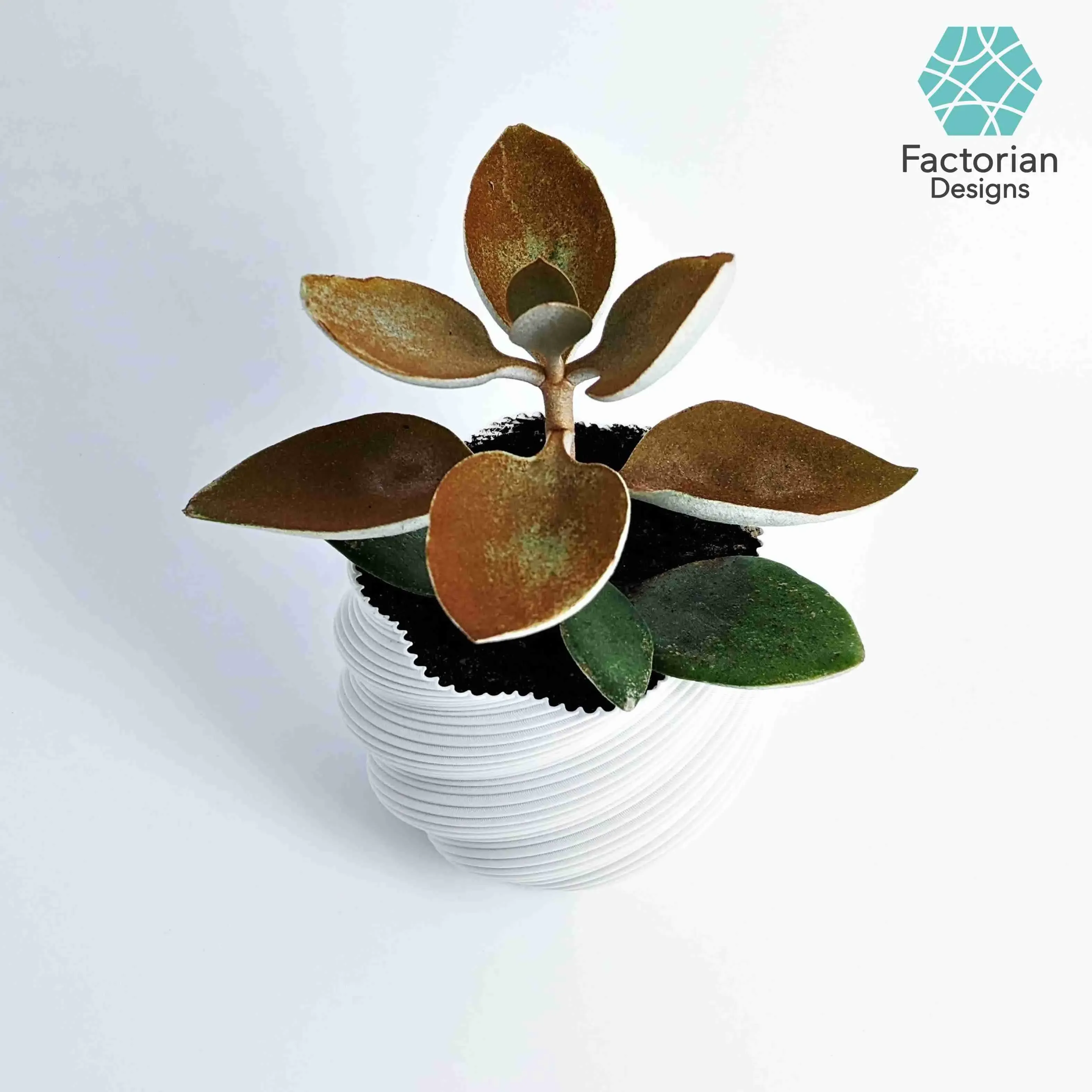 Modern Plant Pot "Diluvian" as succult planters / big pot