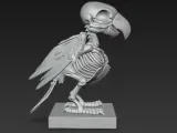 Bird skeleton-5